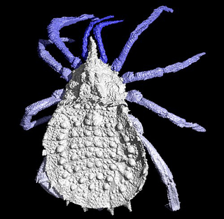 Illustration for article titled This Is How a 300 Million-Year-Old Spider Looks (Spoiler: Bloody Scary)